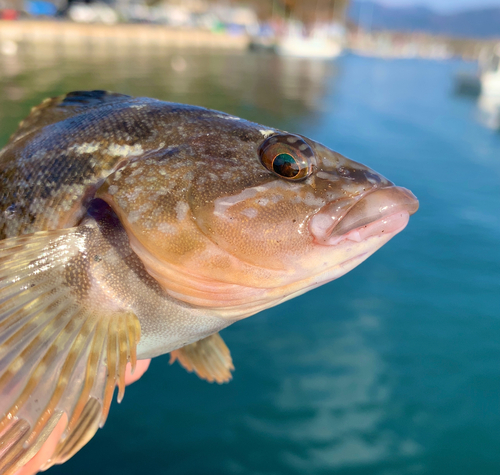 アイナメの釣果