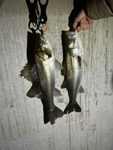 シーバスの釣果