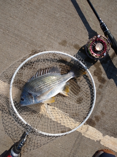 キビレの釣果