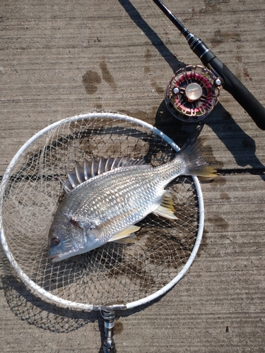 キビレの釣果