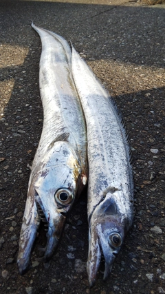 タチウオの釣果