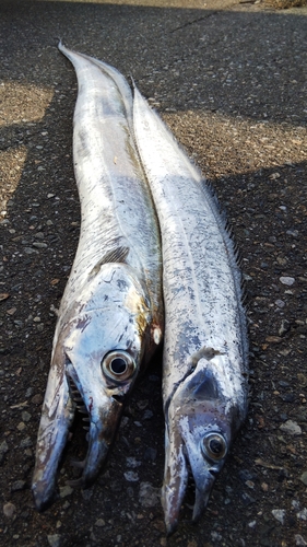 タチウオの釣果