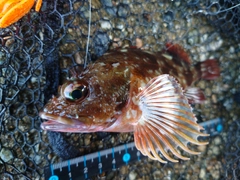 カサゴの釣果