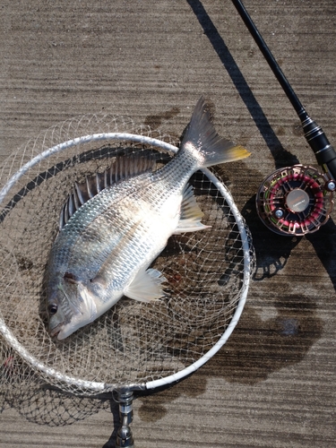 キビレの釣果