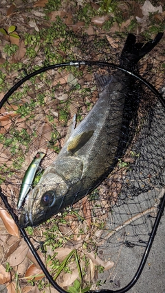 スズキの釣果