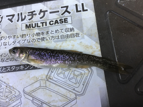 タカハヤの釣果