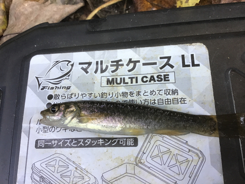 タカハヤの釣果