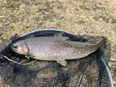 イワナの釣果