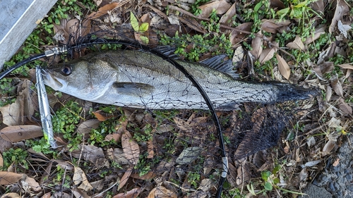 フッコ（マルスズキ）の釣果