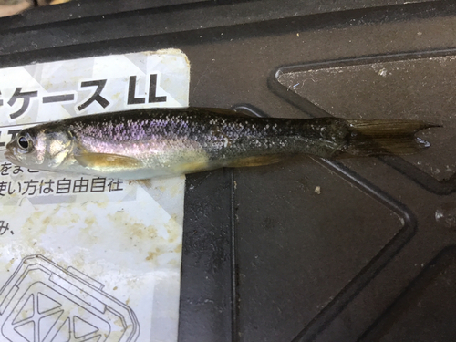 タカハヤの釣果