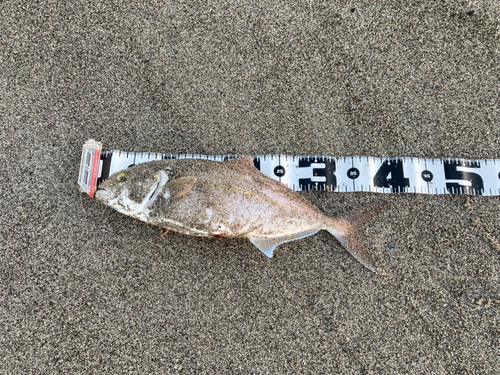 ショゴの釣果