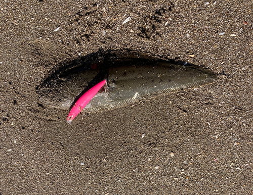 シタビラメの釣果