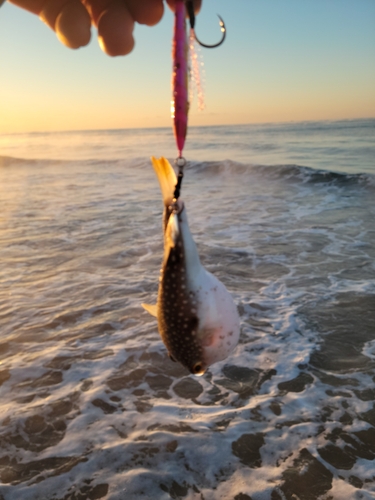 ソゲの釣果