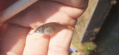 タイリクバラタナゴの釣果