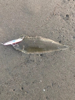 シタビラメの釣果