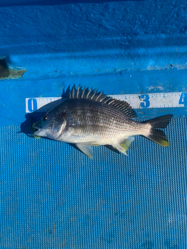 キビレの釣果