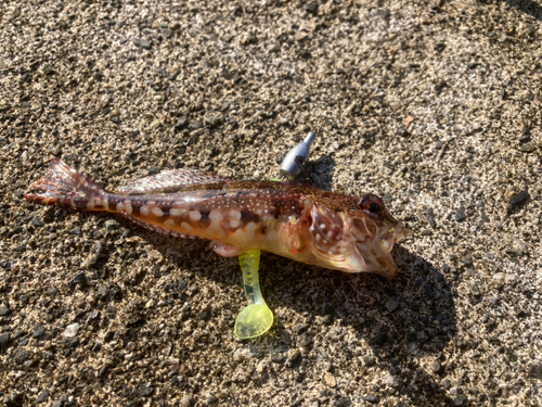 アナハゼの釣果