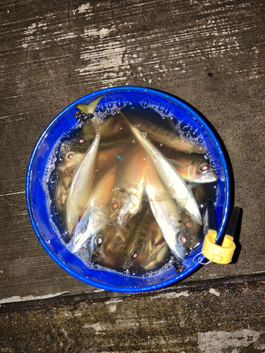 アジの釣果