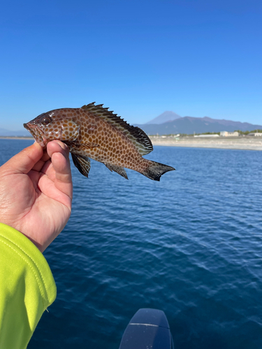 オオモンハタの釣果