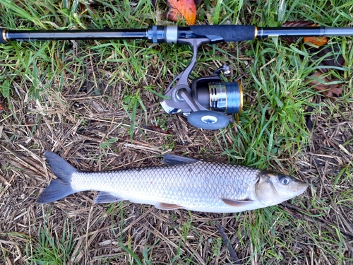 ニゴイの釣果