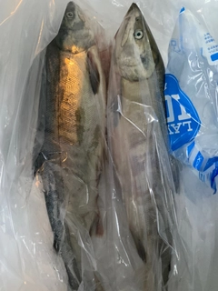 アキアジの釣果