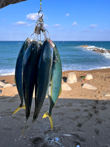 イナダの釣果