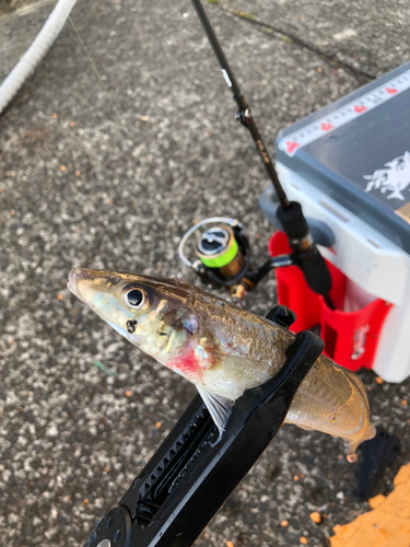 シロギスの釣果