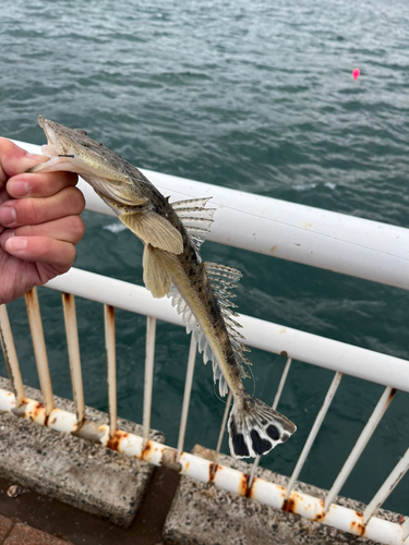 コチの釣果