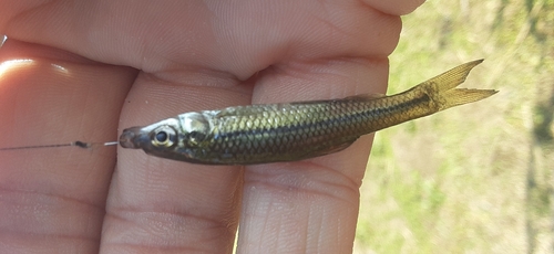 クチボソの釣果