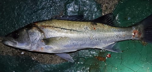 セイゴ（マルスズキ）の釣果