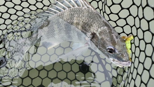 キビレの釣果