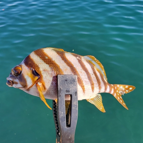 タカノハダイの釣果