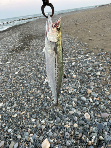 サゴシの釣果