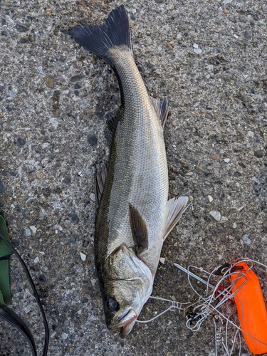 スズキの釣果