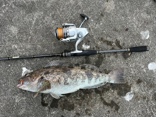 アイナメの釣果