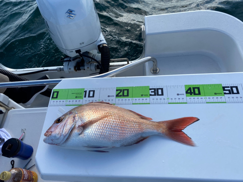 マダイの釣果