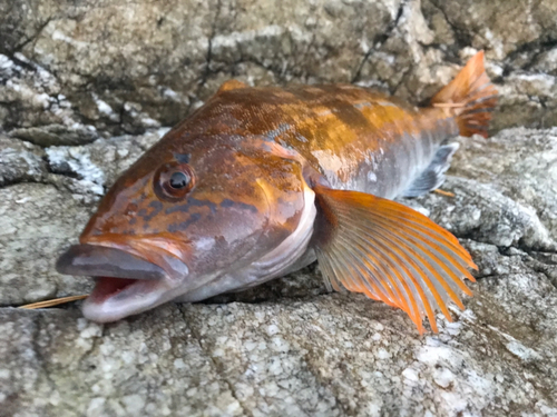 アイナメの釣果