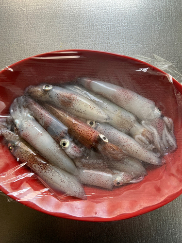 マメイカの釣果