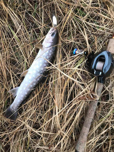 アメマスの釣果