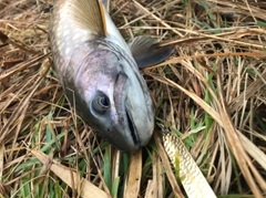 アメマスの釣果