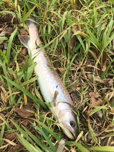 アメマスの釣果