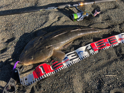 マゴチの釣果