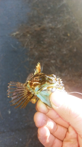 アナハゼの釣果