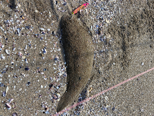 シタビラメの釣果