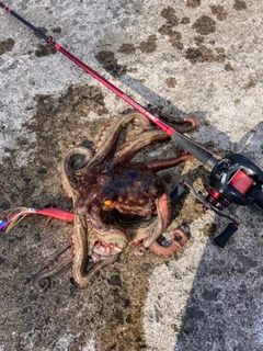 タコの釣果