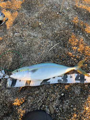 イナダの釣果