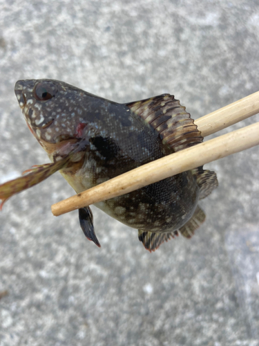 クジメの釣果