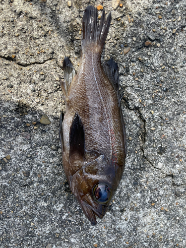 クロメバルの釣果