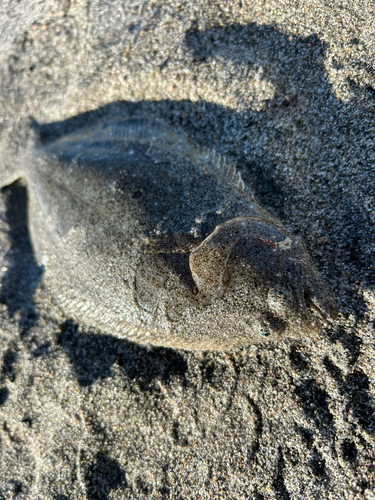 ソゲの釣果