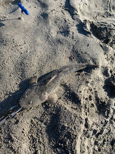 マゴチの釣果